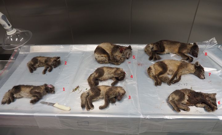 fjellrev Svalbard til obduksjon foto Ingunn Ruud Veterinærinstituttet.jpg