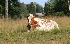Ikke alle dyr viser typiske sykdomstegn på blåtunge som feber, sikling og halting. Det er derfor viktig å teste dyr før flytting til nye områder. Illustrasjonsfoto: Hanne Mari Jordsmyr