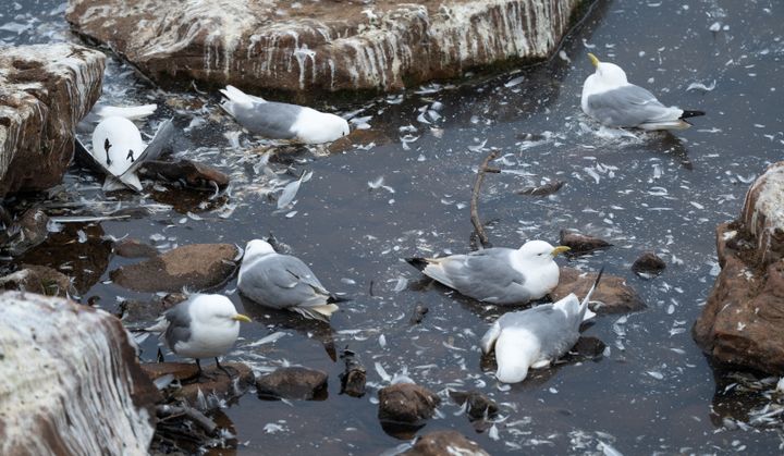 Sommeren 2023 døde titusentalls krykkjer i Nord-Norge av fugleinfluensa. Kan viruset forårsake ny pandemi hos oss mennesker? Foto: Jan Harald Tomassen, statsforvalteren i Troms og Finnmark