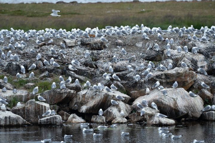 Sommeren 2023 rammet et stort utbrudd av fugleinfluensa måkefugl Nord-Norge. Det samme viruset sirkulerer nå igjen i samme landsdel. Foto: Jan Harald Tomassen, Statsforvalteren