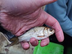 Gullfisk (Carassius auratus), fanget i fangstkammeret, i fiskefella nedstrøms rensesystemet. Foto Øystein Kielland, Veterinærinstituttet
