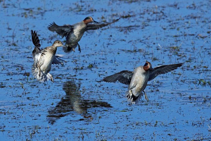 Krikkand i våtmarksområde