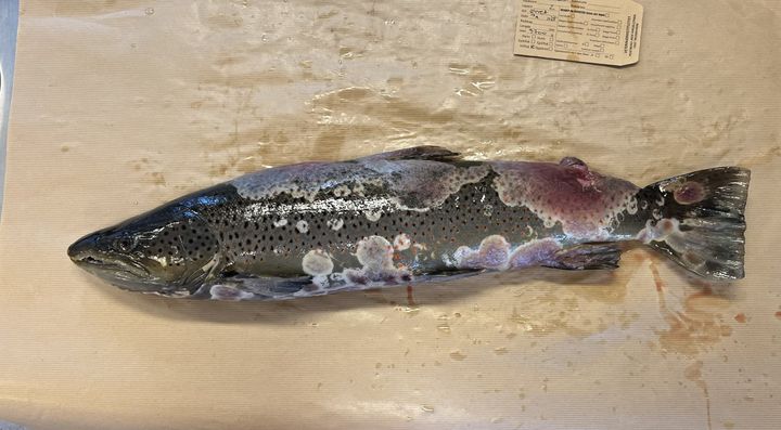 Bildet viser sjøørret med saprolegniose. Det sees blødninger under saprolegniainfeksjonen. Foto: Åse Helen Garseth, Veterinærinstituttet