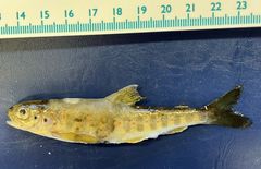 Det ble registrert dødelighet hos ungfisk av laks og ørret i Sokna. Her en parr med saprolegniose og vorte. Vorter gjør parren mer mottakelig for saprolegniainfeksjon. I tillegg ble det registrert infestasjon med Gyrodactylus derjavinoides, særlig hos ungfisk av sjøørret. Foto: Åse Helen Garseth, Veterinærinstituttet