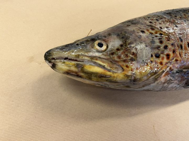 Biletet viser hovudet til ein av hunderørretane som vart undersøkt – typiske funn ved UDN inkluderer gråkvite eller mjølkeaktige hudforandringar, særleg på hovudet og ryggen, ofte med sårdanning og nekrose. Foto: Åse Helen Garseth, Veterinærinstituttet.