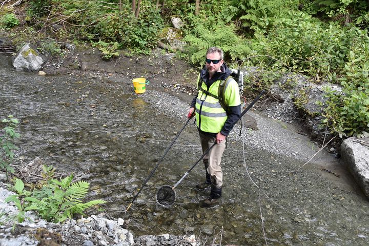 Prøver samlest inn ved hjelp av elektro-fiske. Fiskene blir deretter undersøkte for G. salaris under stereomikroskop (lupe). Bildet viser forskar Vegard P. Sollien fra Veterinærinstituttet som elfiskar i en sideelv i Drivaregionen i august 2022. Foto Mari M. Press, Veterinærinstituttet