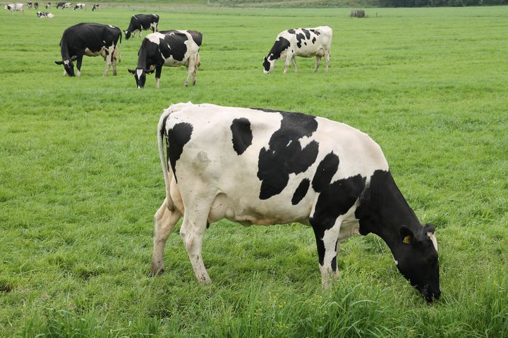 Det er påvist antistoffer mot H5N1 fugleinfluensavirus hos ei melkeku på en gård i Friesland, nordvest i Nederland.Dette er første påvisning på ku i Europa. Illustrasjonsfoto Colourbox