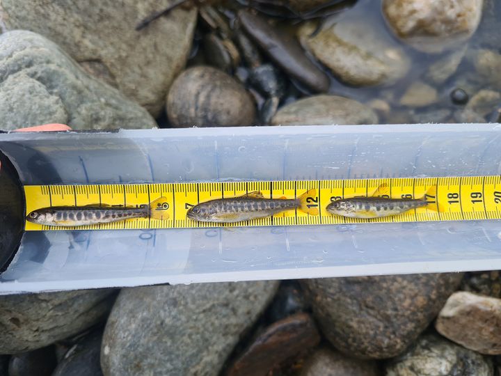 Yngel fra røye, ørret og laks. Foto: Veterinærinstituttet