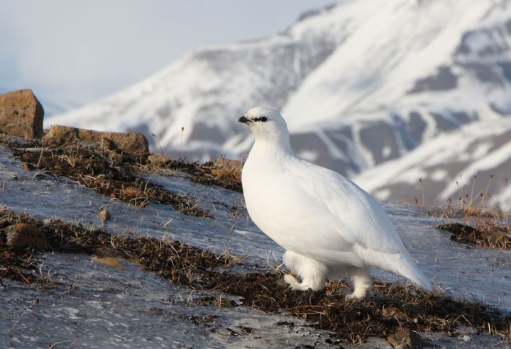 Svalbardrype vinter, foto Audun Hokholdt, Norsk Polarinstitutt