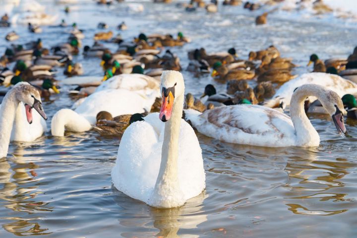 Svaner og ender svømmer sammen i vann.