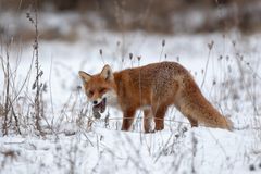 Rødrev med byttedyr. Foto Colourbox