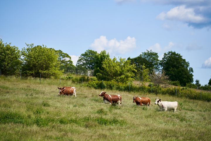 Kuer på Ås