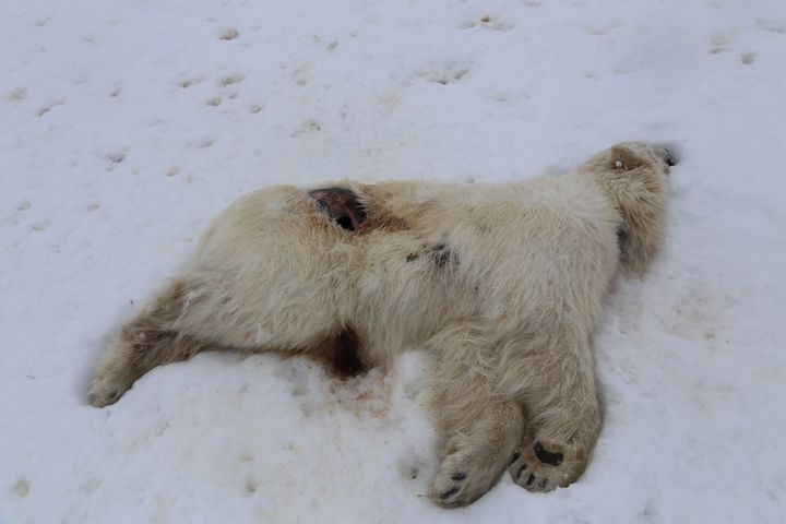 Fugleinfluensavirus ble påvist i en hjerneprøve fra isbjørnen. Foto: Ingebjørg H. Nymo, Veterinærinstituttet