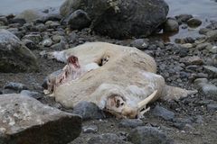 Hvalrosskadaver i fjæra på Svalbard. På tross av at hvalrossen var svært råtten, var det fortsatt mulig å påvise fugleinfluensaviruset i hjernen. Foto: Ingebjørg H. Nymo, Veterinærinstituttet
