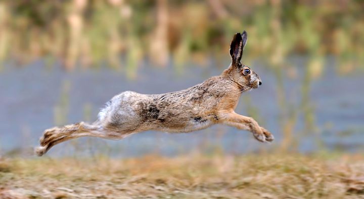 Hare hopper gjennom engen.