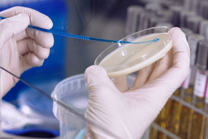 Det er generelt lite antibiotikaresistens hos norske dyr. Bildet er tatt i forbindelse med overvåking av multiresistente bakterie (MRSA) hos svin. Foto: Eivind Røhne, Veterinærinstituttet