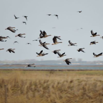 Description of the image