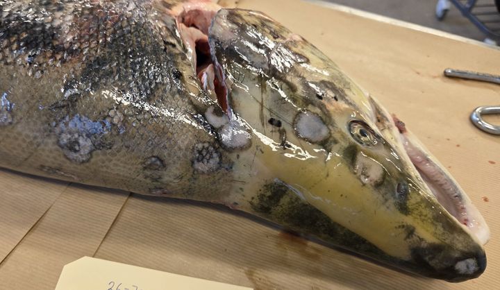 I litteraturen beskrives det at UDN forandringer ofte har en halvmåne-, hestesko- eller bananlignende form. Her hos laks fra Gaula 2026. Foto: Siri Bakøy, Veterinærinstituttet
