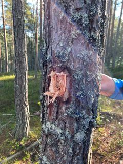 Det ble fulltreffer under prøveskytingen i Drangedal. Foto: Privat