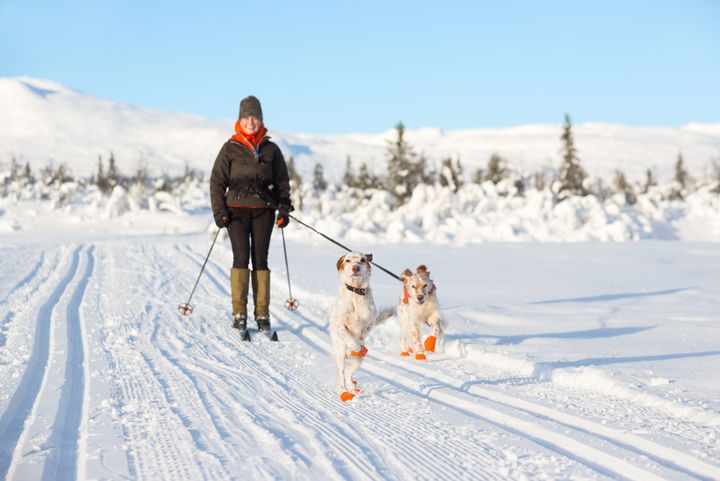 Dame på skio med to hunder.