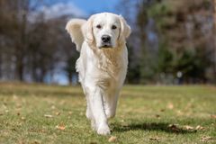 Golden retriever var Norges mest populære hund i 2024. Foto: iStock.