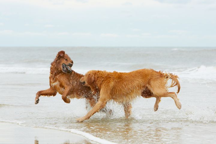 To hunder løper og leker løse på en strand.