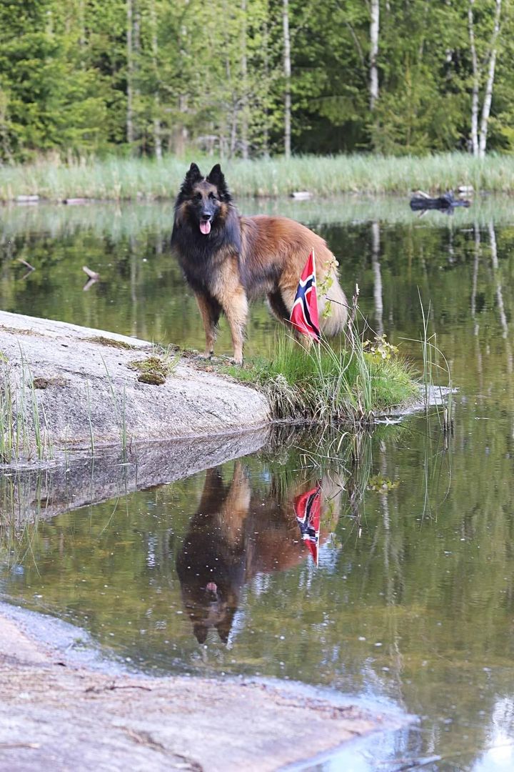 Hund ed norsk flagg i munnen i skogsterreng.