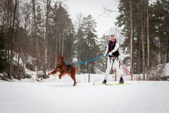 Generalsekretær i NKK Ingvild Bretten Berg på skitur med Ruffen, irsk setter, trygt i bånd.