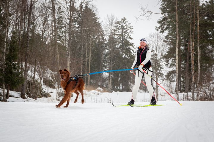 Båndtvangen trer i kraft i påskeferien. Generalsekretær i NKK Ingvild Bretten Berg på skitur med Ruffen trygt i bånd.