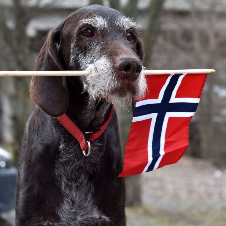 Vorstehhund strihåret