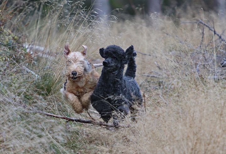 Lakeland terrier og en sort mellompuddel løper fritt i skogen