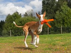 Podenco ibicenco glatthår løper fritt og leker på et egnet hundejorde som er tilgjengelig året rund