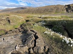 Tundra med partier med og uten vegetasjon