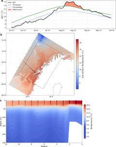En figur som viser omfanget av den marine hetebølgen den 15.august i fjor, datoen med maksimal intensitet. Illustrasjon: Silvana Gonzalez / HI