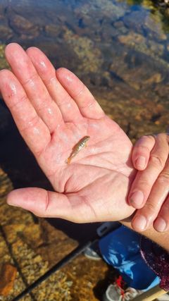 Fiskeyngel, hånd. Foto.