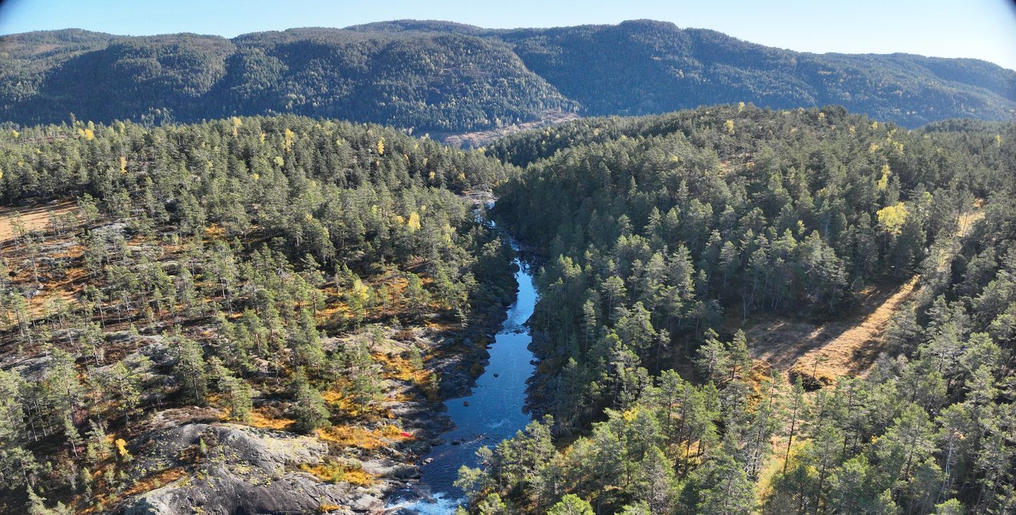 Skog, vann, himmel. Foto.