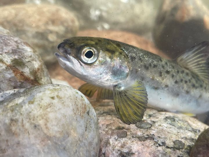 Smolt, vann, elvebunn. Foto