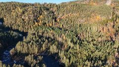 Elv, vann, skog, himmel. Foto.