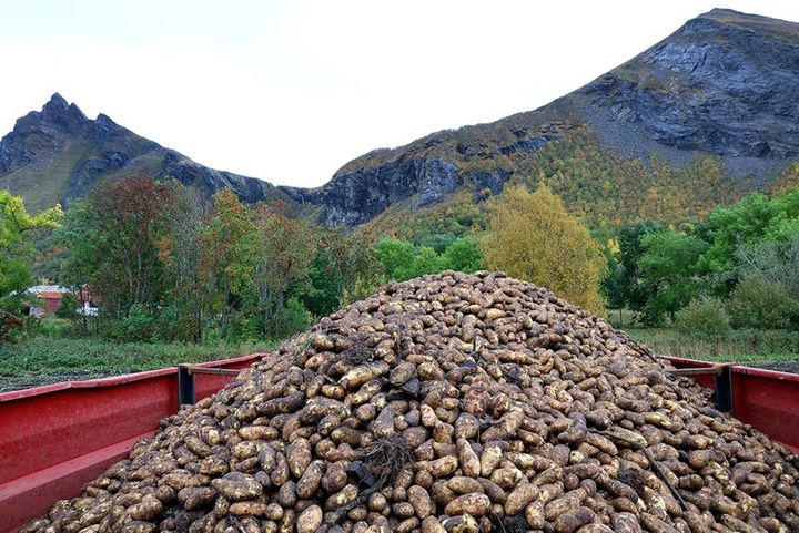 Traktorhenger full av poteter under potetopptak ved Steigen i Nordland.