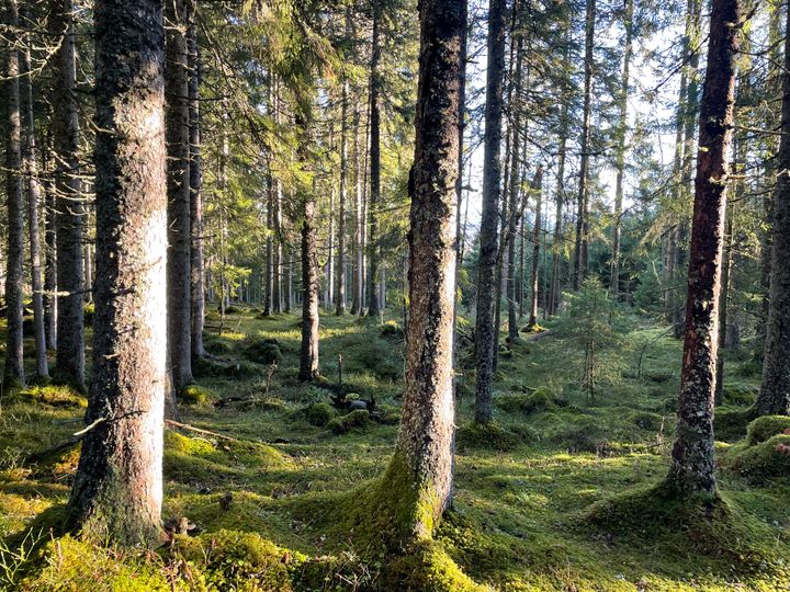 Høststeming i skogen ved Rauåsen i Steinkjer i oktober.