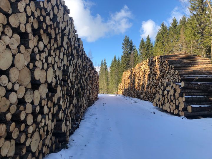 Tømmerlunne. Foto Trond Svanøe-Hafstad