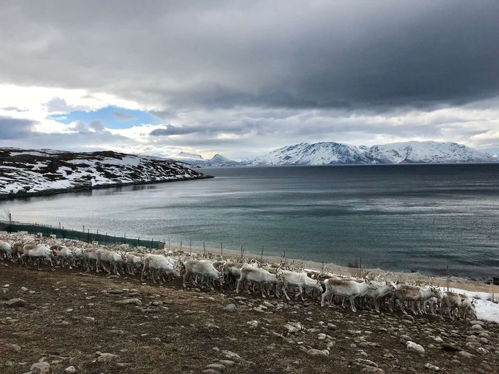 Reinsdyrflokk som beiter langs en fjorden. Foto: Landbruksdirektoratet