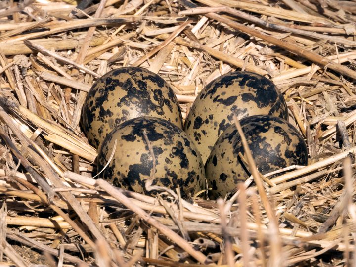 Rede med fire vipeegg. Vipa er kritisk truet. Å ta vare på vipa er nå med i RMP-ordningen i Rogaland. Foto: Oskar Puschmann