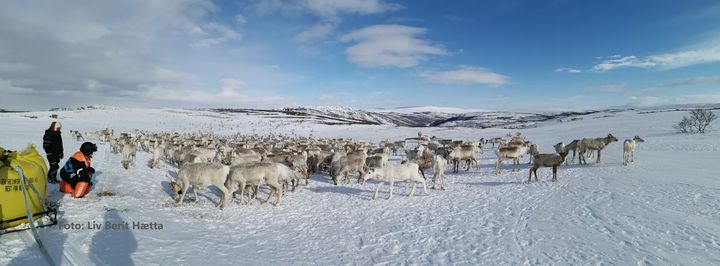 Fôring av rein under beitekrise. Foto: Landbruksdirektoratet