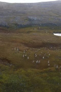 Reinflokk sett fra drone.