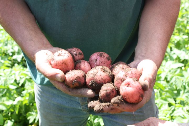 En person som står ute på et jorde, uten bilde av ansikt, med en håndfull nypoteter.