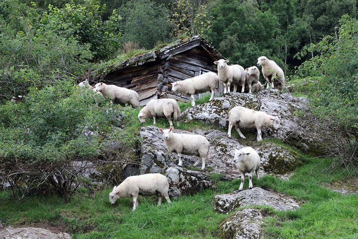 Sauer på beite i en grønn skråning.