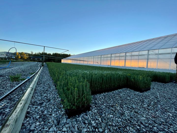 Bilde av driuvhus med mye lys til produksjon av planter.