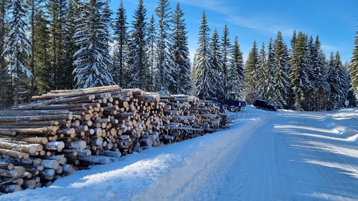 Tømmerlunne i veikanten, med skogsmaskin og bil bak i snødekt skog.