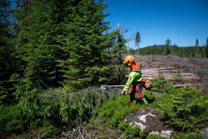 Skogpleie med ryddesag. Person i verneklær med sag som rydder kratt.